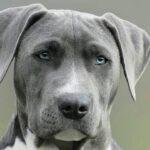 Blue Nose Pitbull: Dog Breed Information and Owner’s Guide