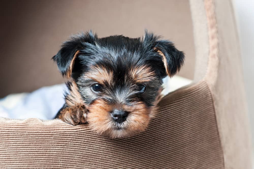 Black and Brown Yorkie Puppy