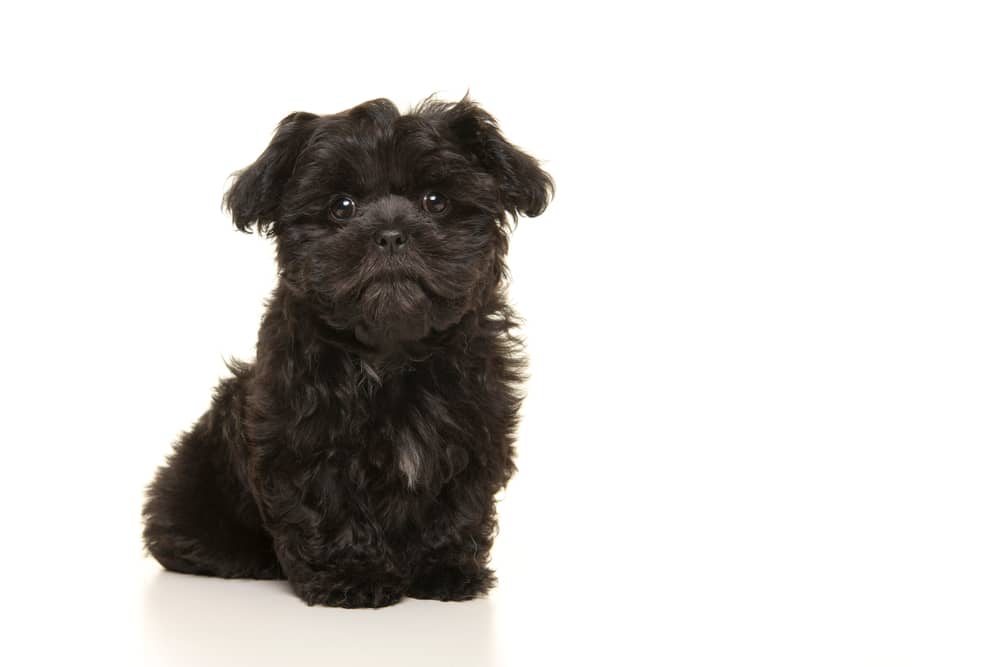 Black and Brown Yorkie Puppy