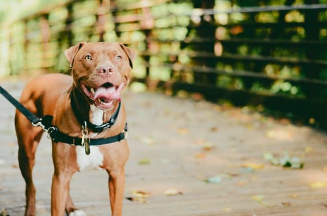 Pitbull Dog Muscle