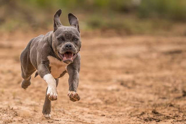 Jacked Pitbull