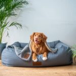 Best Dog Blankets for Dogs, Pups and Fur-Free Furniture