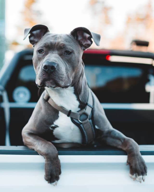 Pitbull Dog Muscle