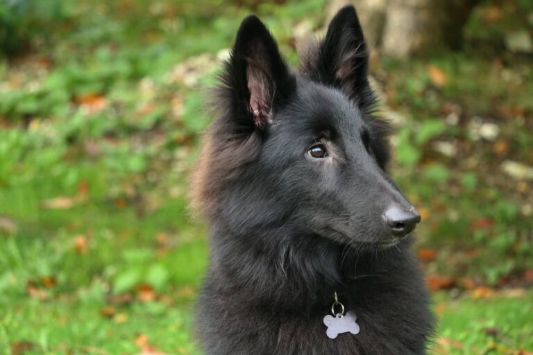 Amazing Black German Shepherd Puppies for Adoption – Ultimate Guide