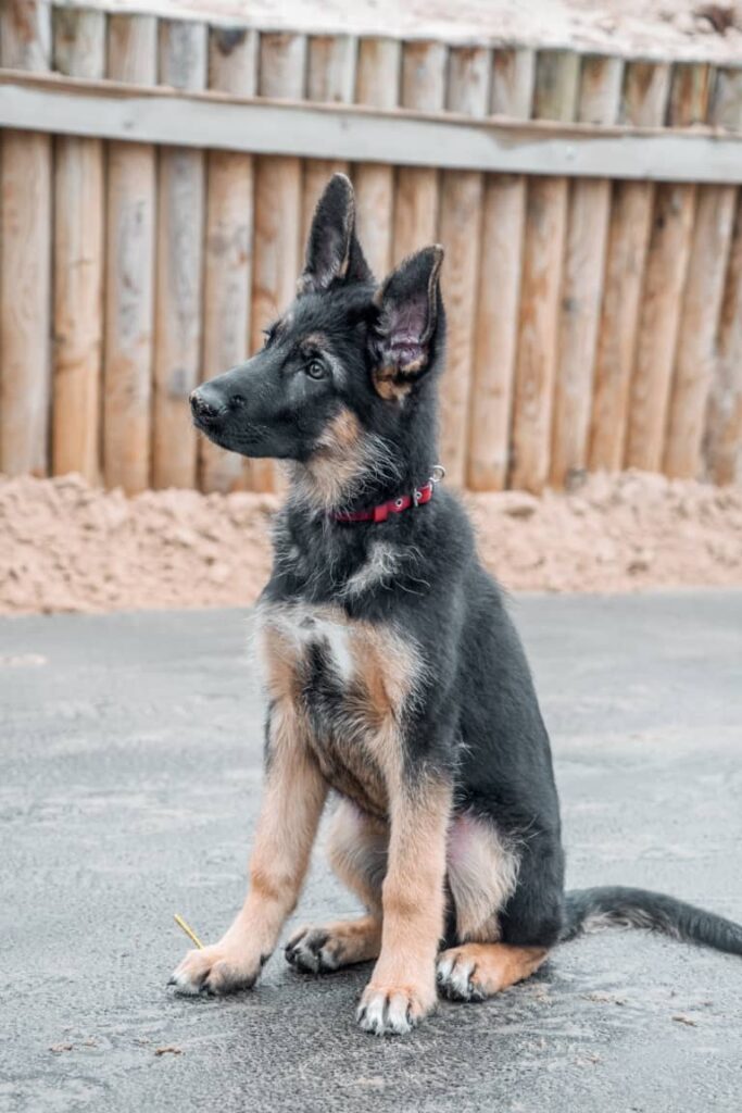 Black German Shepherd Puppies for Adoption