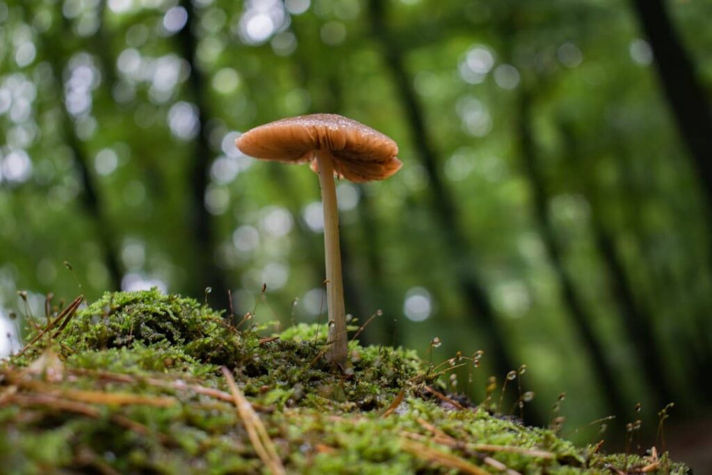 Lions Mane Mushroom Dosage for Dogs