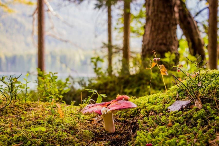 Lions Mane Mushroom Dosage for Dogs