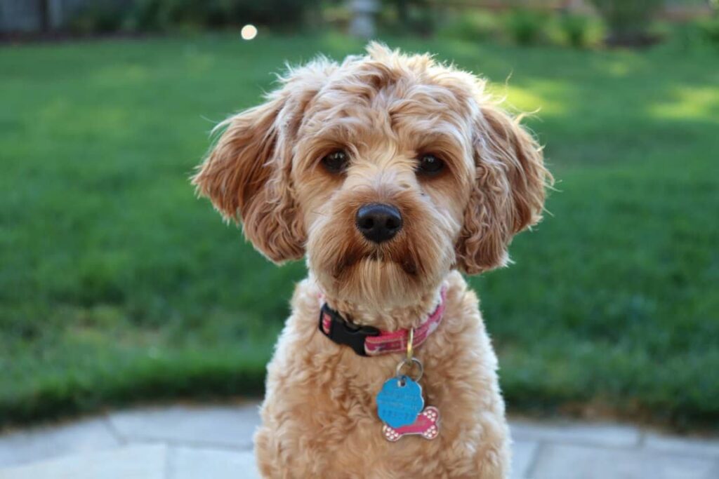 Lions Mane Mushroom Dosage for Dogs