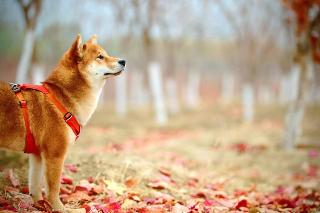 Lions Mane Mushroom Dosage for Dogs