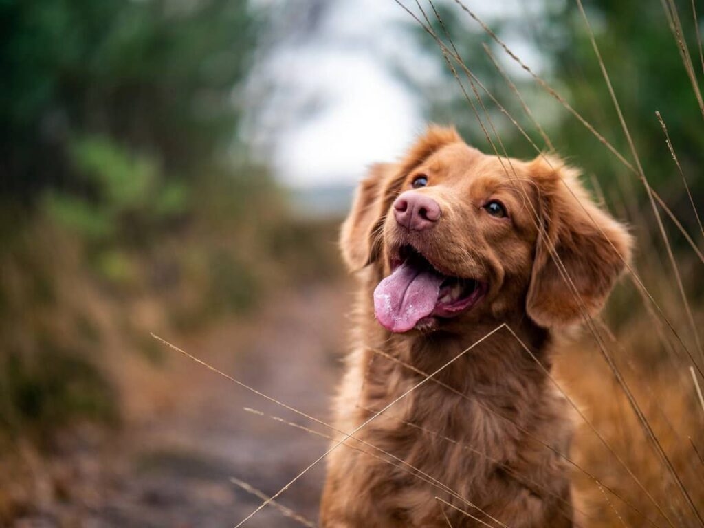 Lions Mane Mushroom Dosage for Dogs