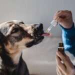 salmon oil for dogs (5)