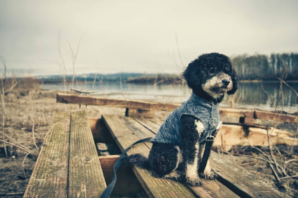 How Rare Is A Black And White Goldendoodle