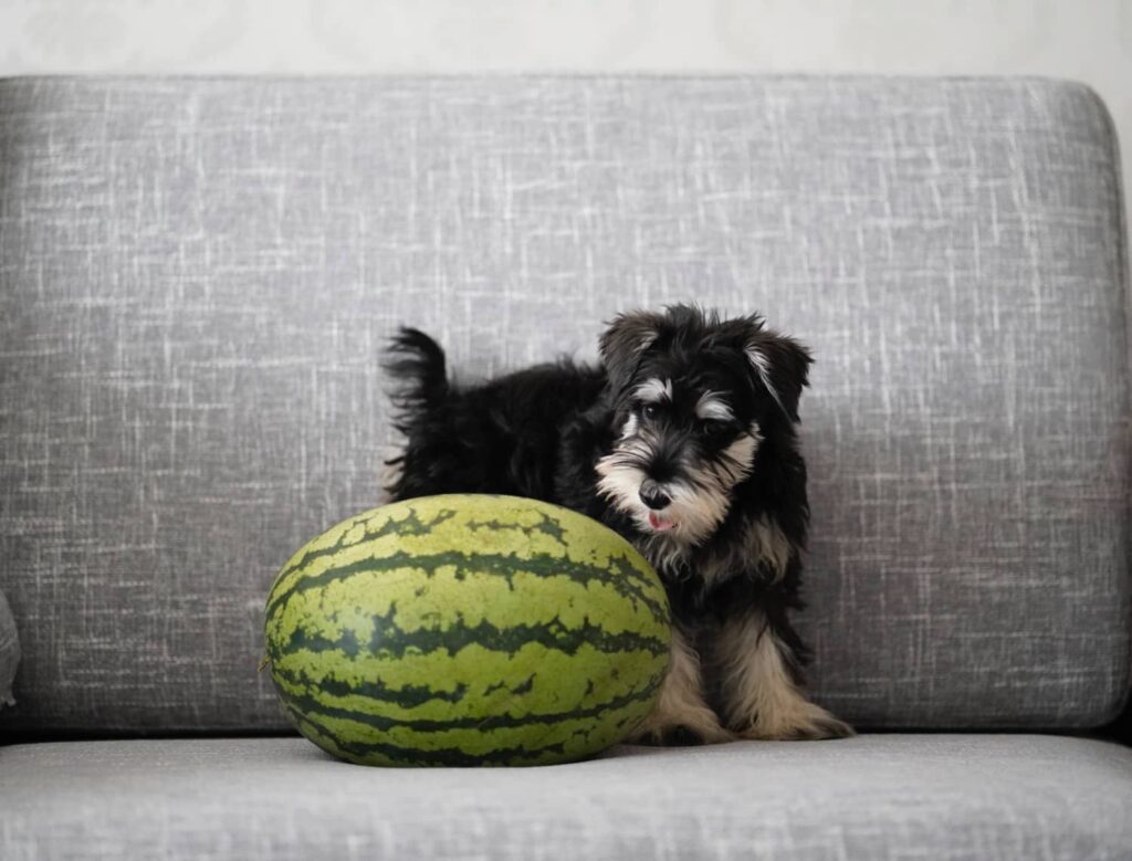 can yorkies have watermelon