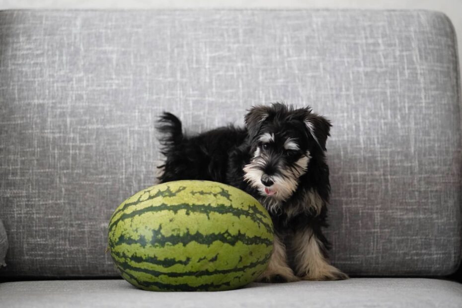 can dogs eat watermelon (5)