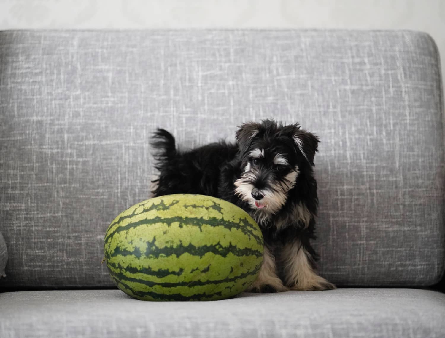 are melon good for dogs