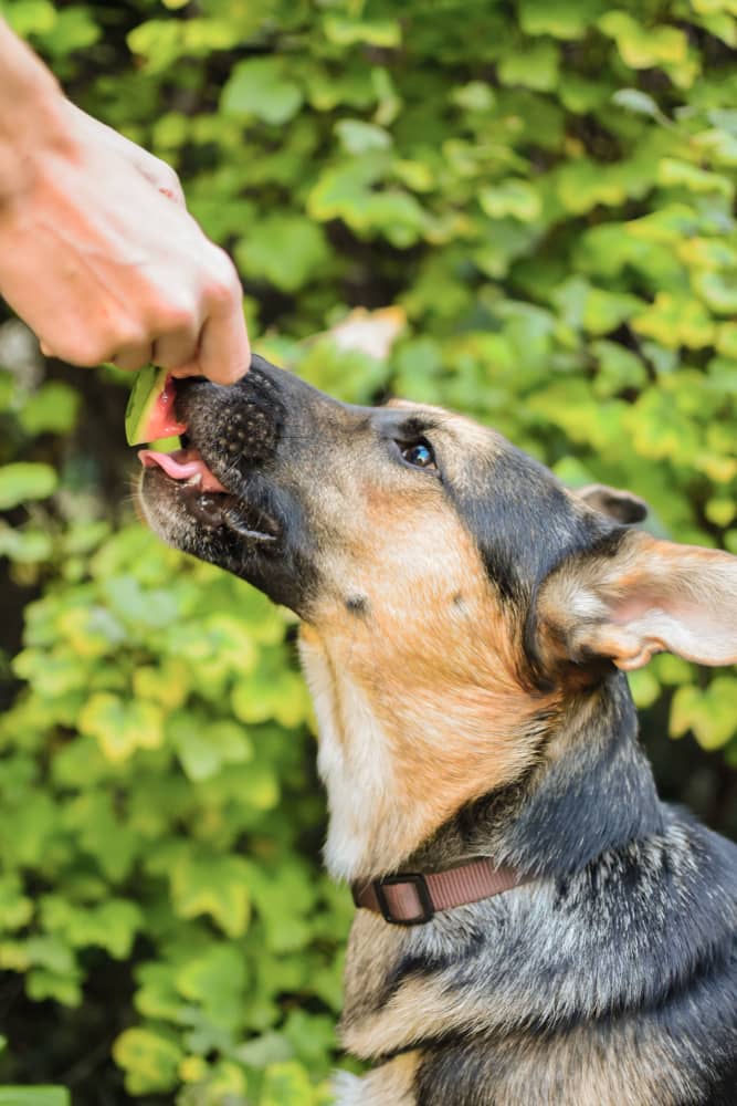 can german shepherds eat watermelon 3