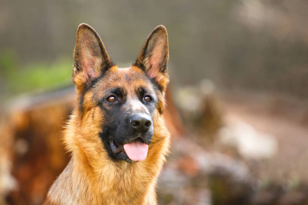 can german shepherds eat watermelon 3