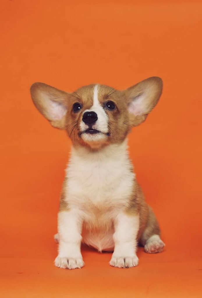 fluffy corgi puppy