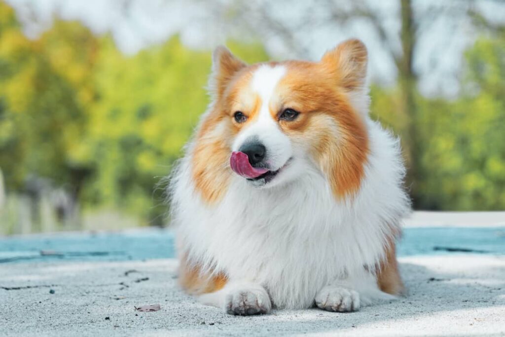 Cowboy Corgi Puppies Texas