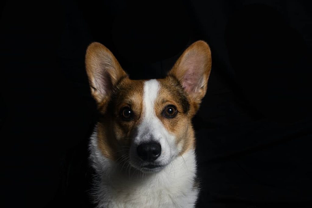 fluffy corgi puppy