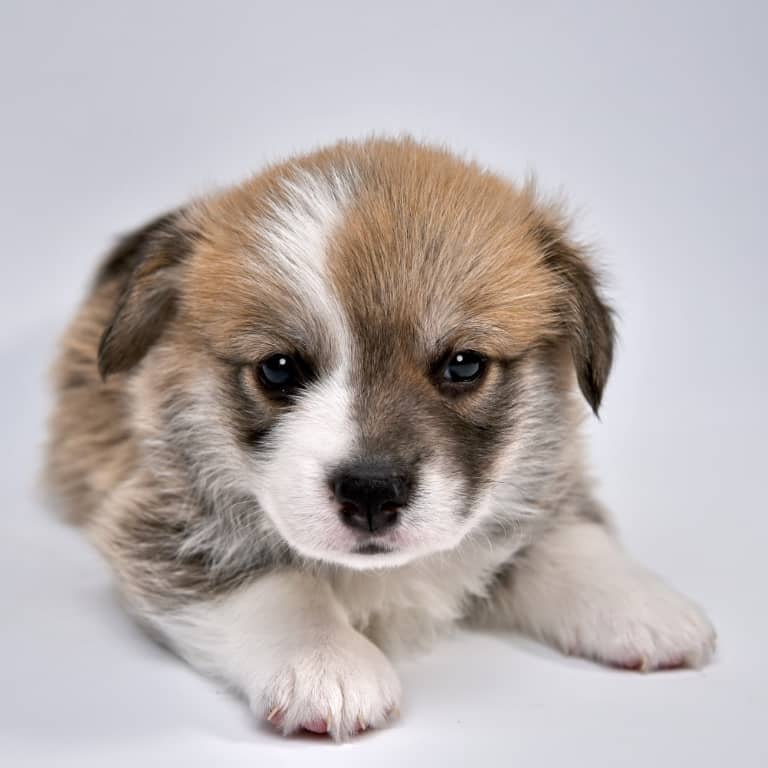 Cowboy Corgi Puppies Texas