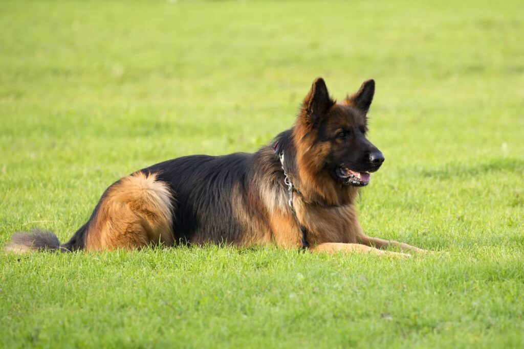 Long Haired German Shepherd Puppies