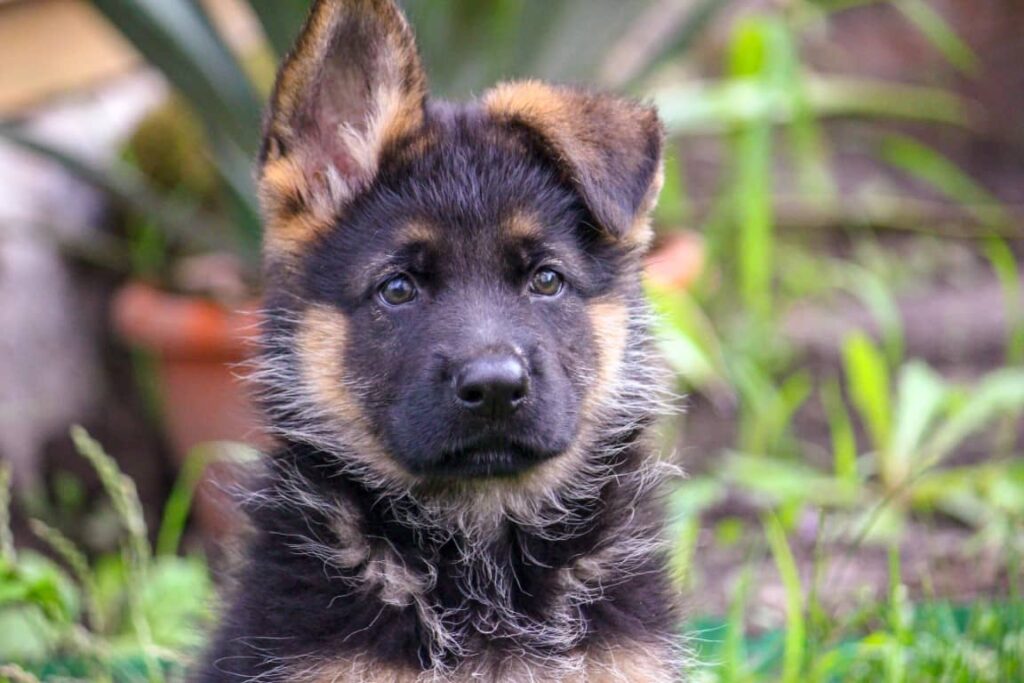 Long Haired German Shepherd Puppies