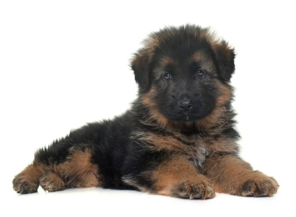 Long Haired German Shepherd Puppies