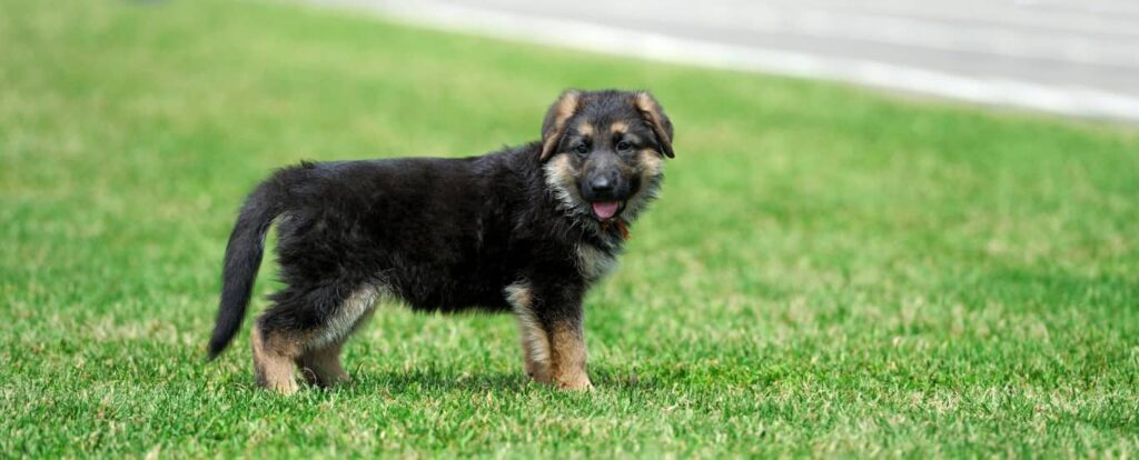 long haired german shepherd (5)