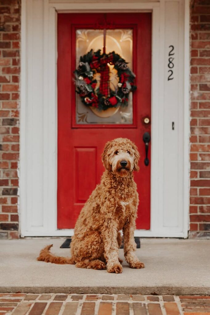 How Rare Is A Black And White Goldendoodle