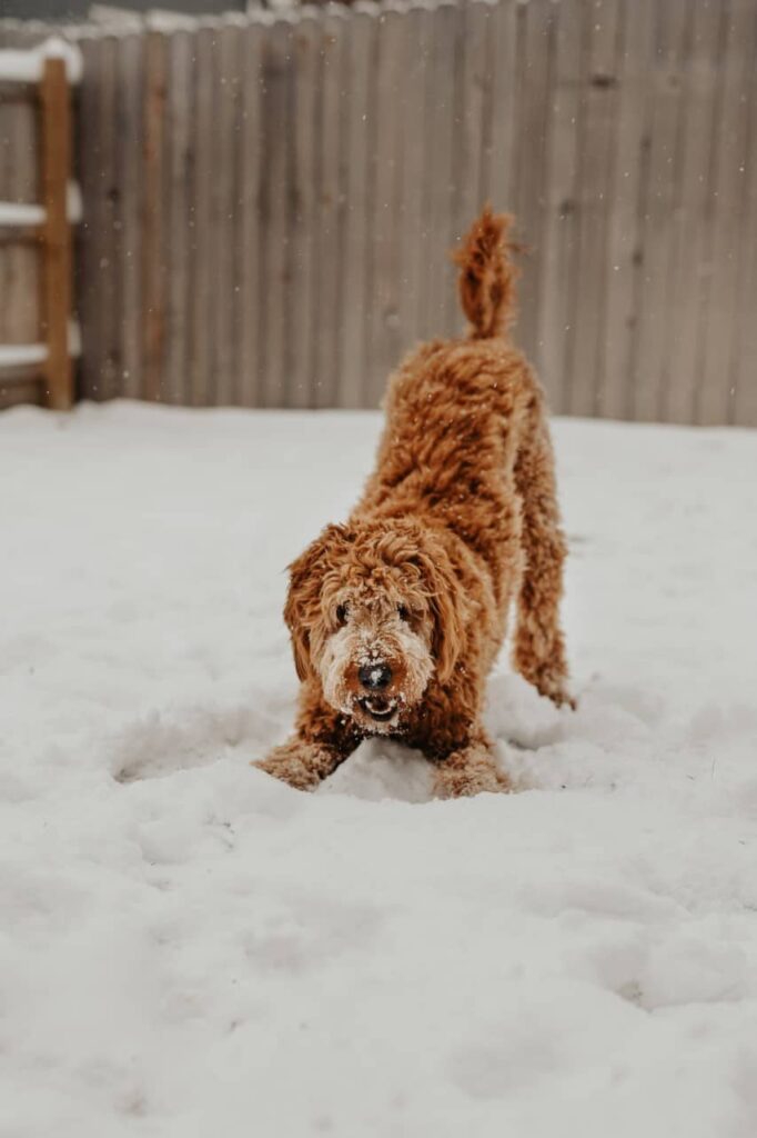 English Creme Golden Doodle