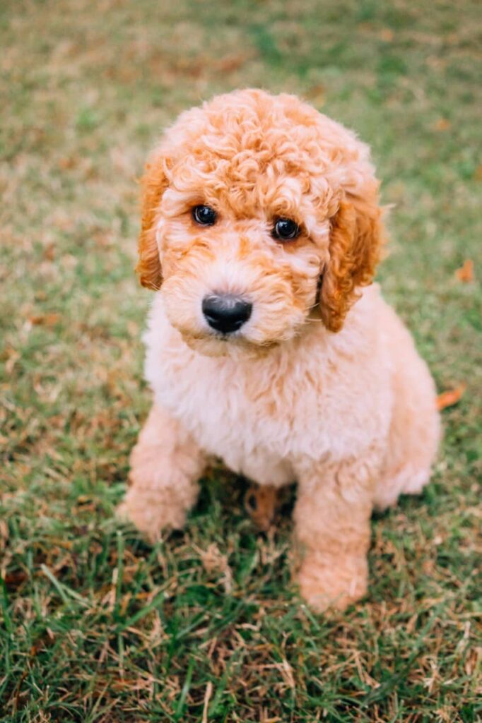 How Rare Is A Black And White Goldendoodle