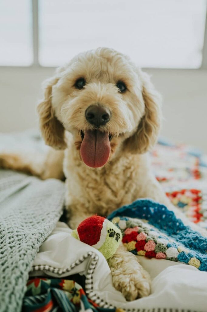 How Rare Is A Black And White Goldendoodle