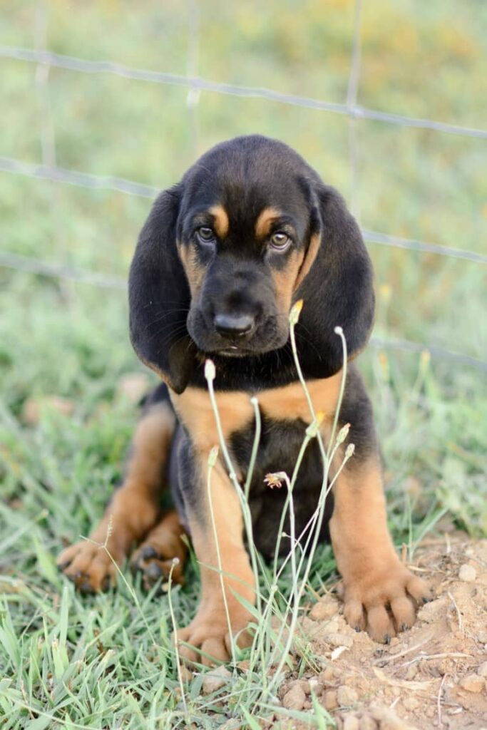 black and tan coonhound breed (1)