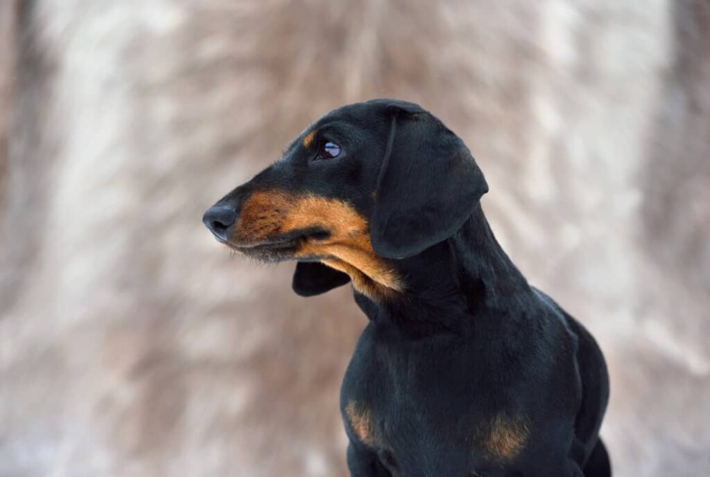Black and Tan Coonhound Mix Puppies