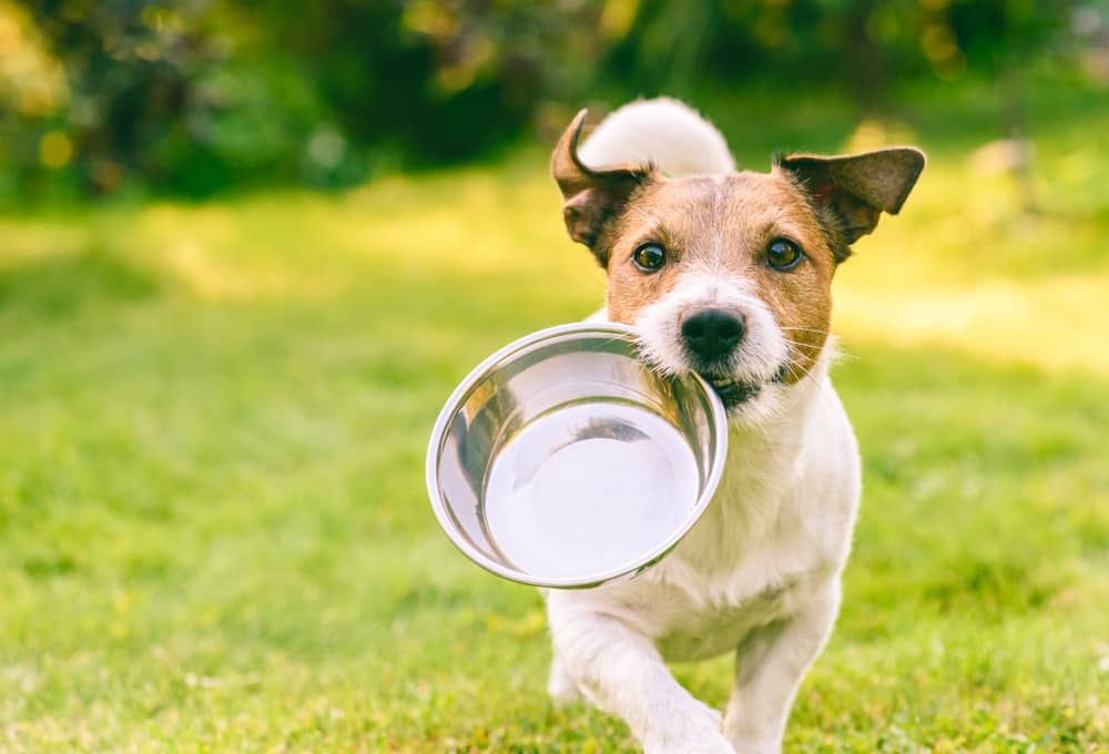Are Slow Feeder Bowls Good for Dogs