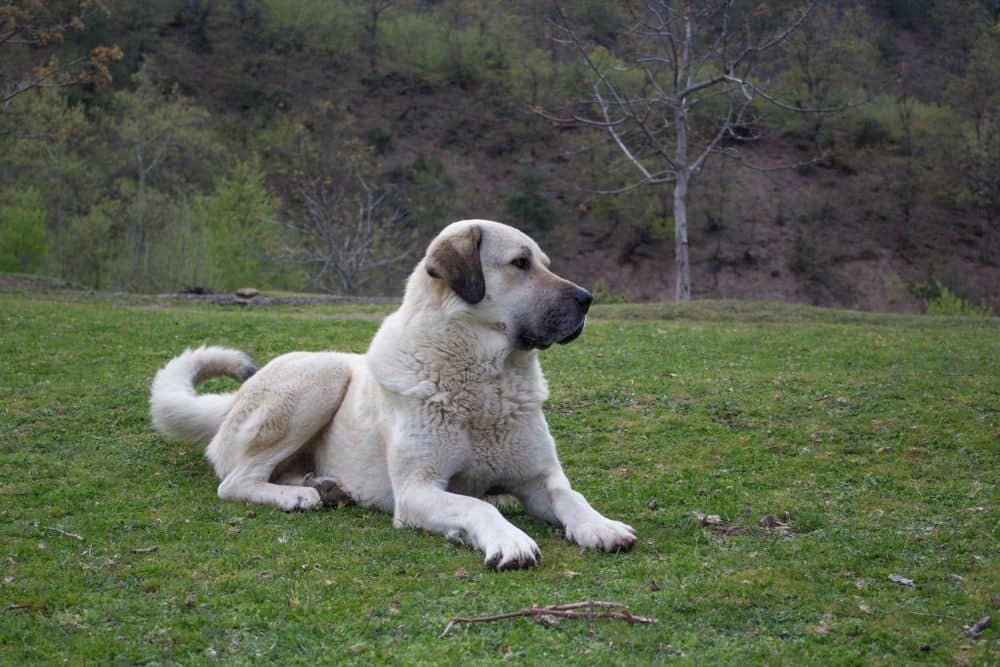 anatolian shepherd2