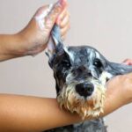 medicated dog shampoo (1)