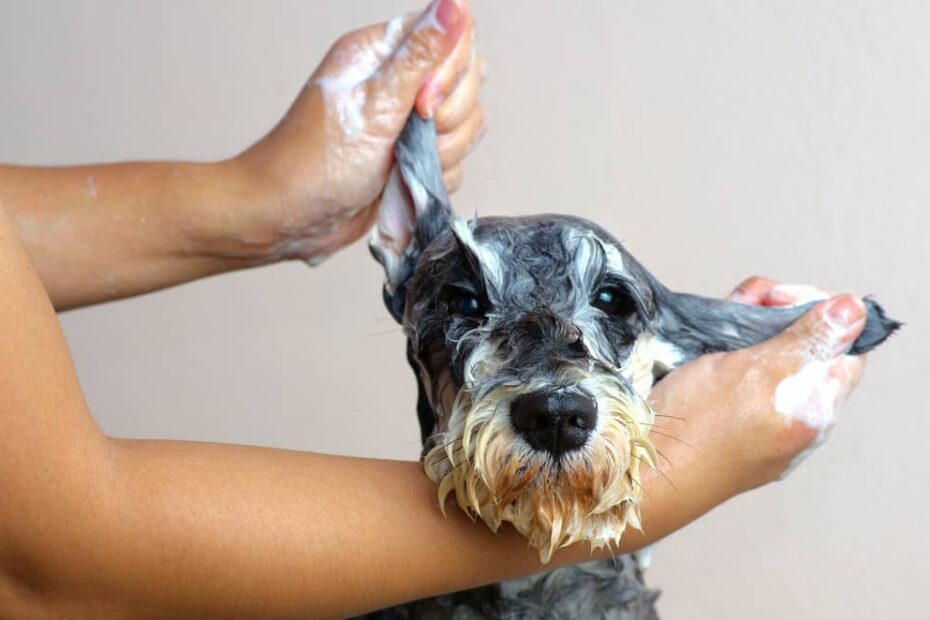 medicated dog shampoo (1)