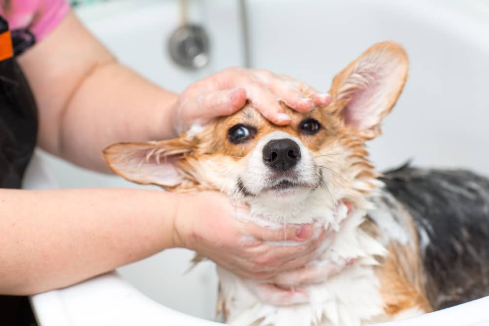 medicated dog shampoo (2)