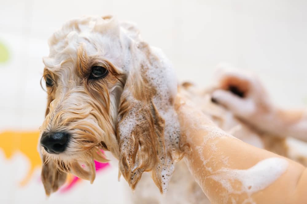 Universal Medicated Shampoo for Dogs