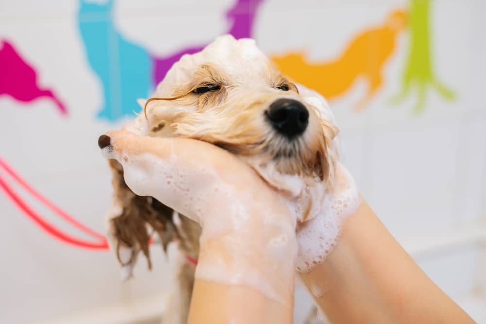 Universal Medicated Dog Shampoo