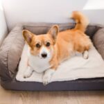 orthopedic chewy dog beds2