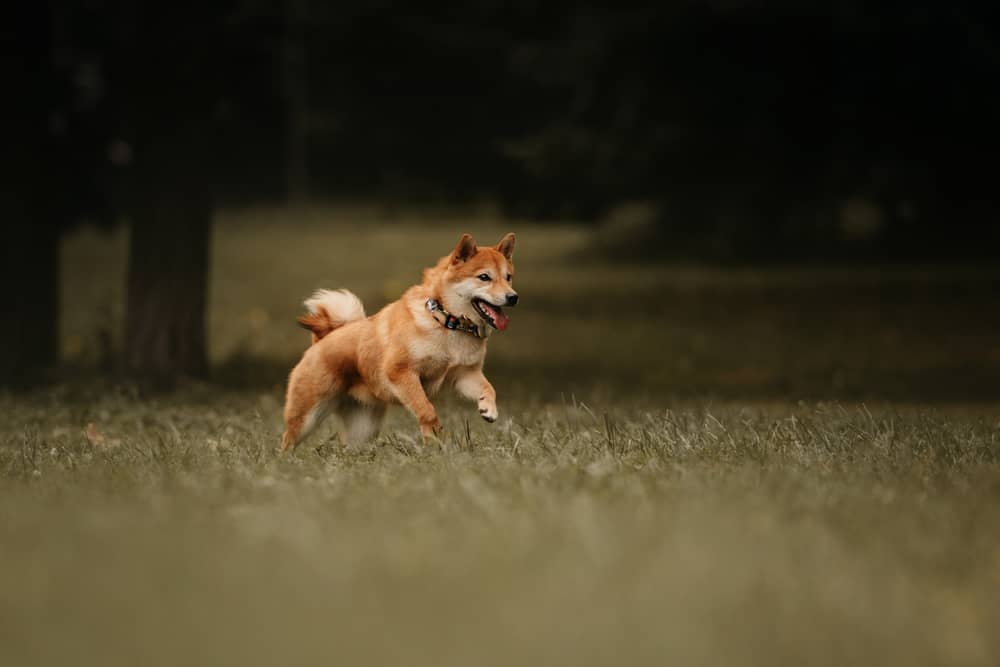 tracking your dog with a garmin dog collar