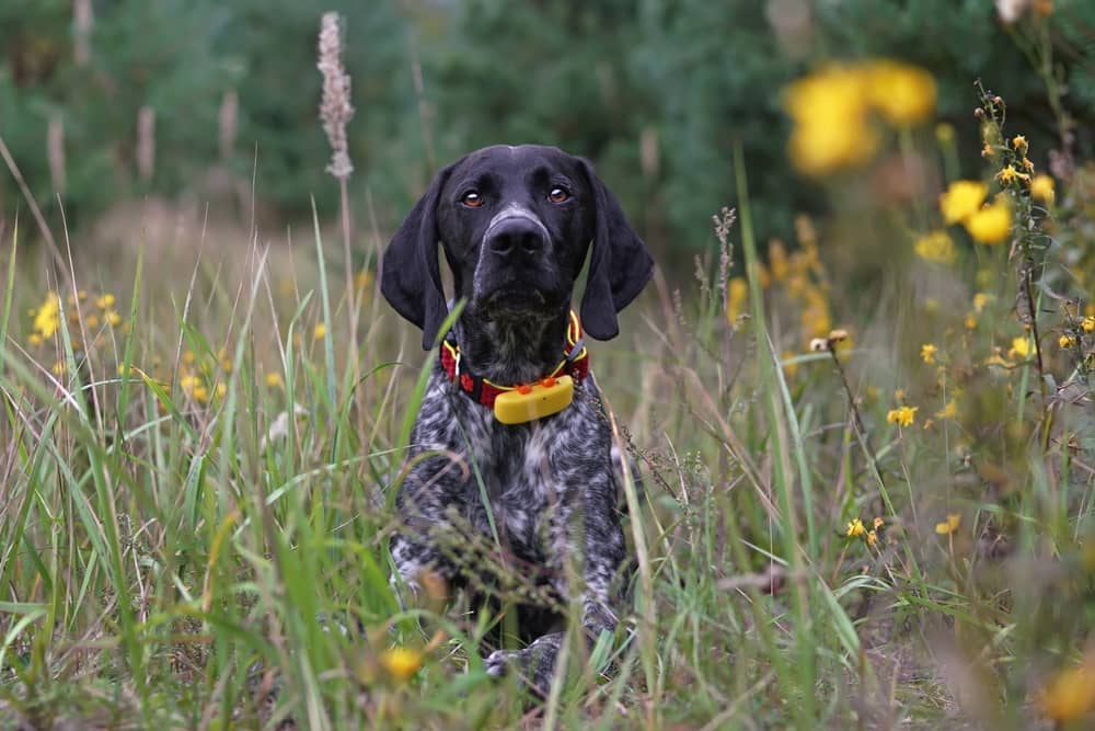 Garmin dog collar charger