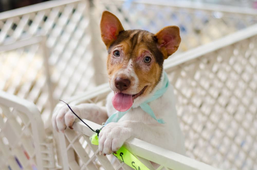 Dog Playpens Indoor 3