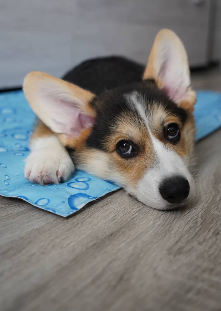 Best Waterproof Dog Blanket for Bed – Ultimate Guide