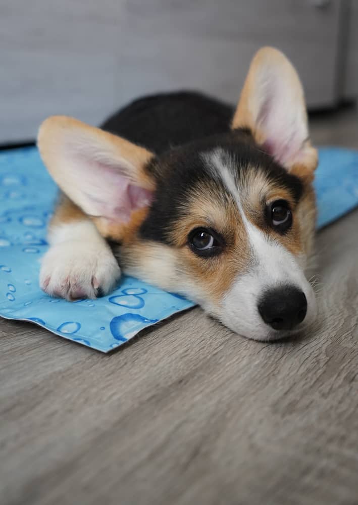 Waterproof Dog Bed