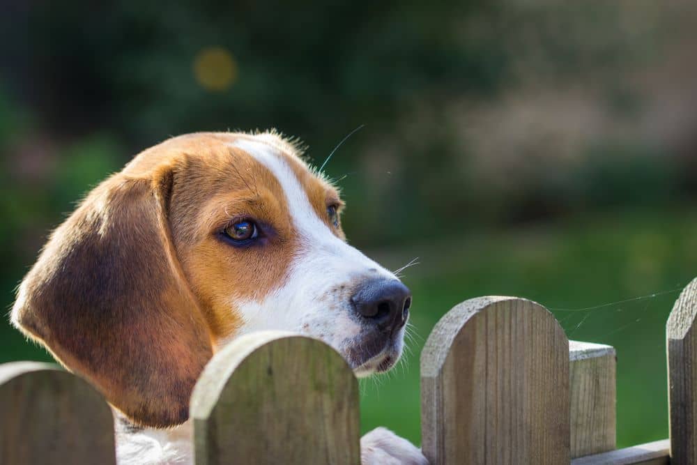 temporary dog fencing