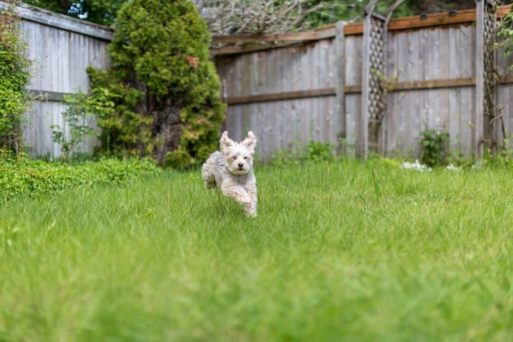 temporary dog fencing